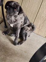 Jupiter, a female Pug for sale in Colorado Springs, CO – Photo 3 of 3