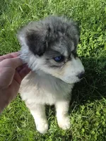Missy, a female Siberian Husky for sale in Springfield, OH – 4 of 5