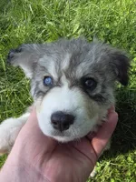 Missy, a female Siberian Husky for sale in Springfield, OH – 3 of 5