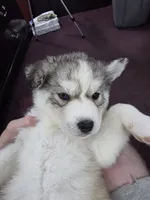 Puff, a female Siberian Husky for sale in Springfield, OH – 5 of 7