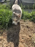 Puff, a female Siberian Husky for sale in Springfield, OH – 7 of 7