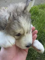 Puff, a female Siberian Husky for sale in Springfield, OH – 4 of 7