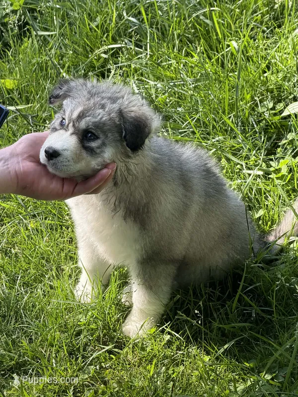Missy – Siberian Husky puppy for sale in Springfield, OH