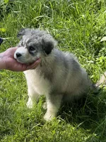 Missy, a female Siberian Husky for sale in Springfield, OH – 1 of 5