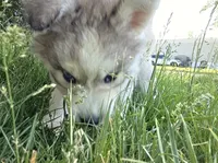 Puff, a female Siberian Husky for sale in Springfield, OH – 6 of 7