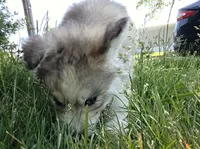 Puff, a female Siberian Husky for sale in Springfield, OH – 3 of 7