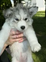 Puff, a female Siberian Husky for sale in Springfield, OH – 2 of 7