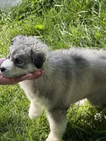 Missy, a female Siberian Husky for sale in Springfield, OH – 2 of 5