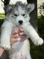 Puff, a female Siberian Husky for sale in Springfield, OH – 1 of 7