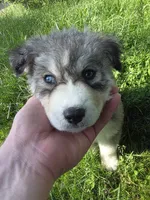 Missy, a female Siberian Husky for sale in Springfield, OH – 5 of 5