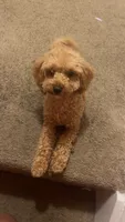 Teddy, a male Poodle - Toy  for sale in Manassas, VA – 2 of 3