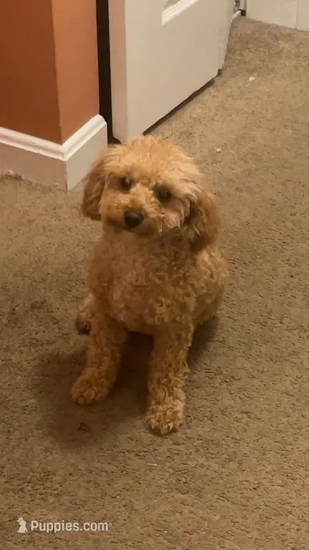 Teddy – Poodle - Toy  puppy for sale in Manassas, VA