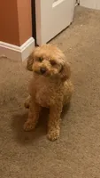 Teddy, a male Poodle - Toy  for sale in Manassas, VA – 1 of 3