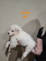 Orange girl , a female Great Pyrenees for sale in Fairplay, CO – Photo 1 of 2