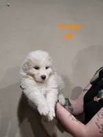 Orange girl , a female Great Pyrenees for sale in Fairplay, CO – Photo 2 of 2