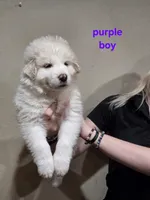 Purple boy, a male Great Pyrenees for sale in Fairplay, CO – Photo 2 of 2