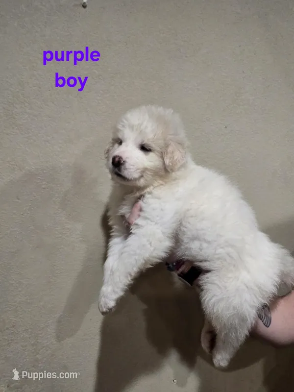 Purple boy