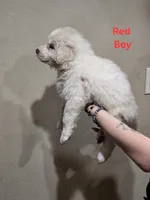 Red boy, a male Great Pyrenees for sale in Fairplay, CO – Photo 2 of 2