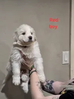 Red boy, a male Great Pyrenees for sale in Fairplay, CO – Photo 1 of 2