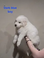 Dark blue boy, a male Great Pyrenees for sale in Fairplay, CO – Photo 1 of 2