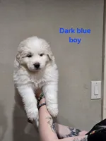 Dark blue boy, a male Great Pyrenees for sale in Fairplay, CO – Photo 2 of 2