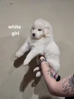 White girl, a female Great Pyrenees for sale in Fairplay, CO – Photo 2 of 2