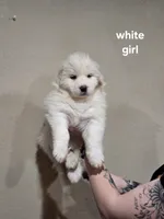 White girl, a female Great Pyrenees for sale in Fairplay, CO – Photo 1 of 2