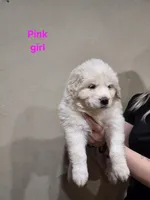 Pink girl, a female Great Pyrenees for sale in Fairplay, CO – Photo 1 of 2