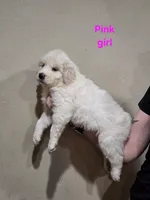 Pink girl, a female Great Pyrenees for sale in Fairplay, CO – Photo 2 of 2