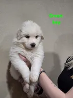 Green boy, a male Great Pyrenees for sale in Fairplay, CO – Photo 1 of 2