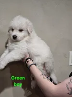 Green boy, a male Great Pyrenees for sale in Fairplay, CO – Photo 2 of 2