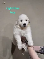 Light blue boy, a male Great Pyrenees for sale in Fairplay, CO – Photo 2 of 2