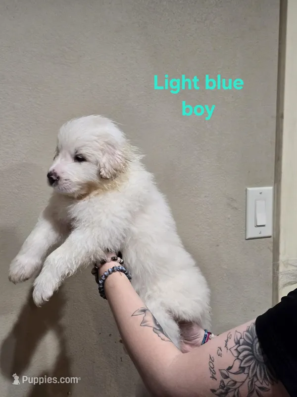 Light blue boy