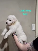 Light blue boy, a male Great Pyrenees for sale in Fairplay, CO – Photo 1 of 2