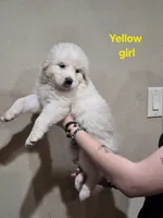 Yellow girl, a female Great Pyrenees for sale in Fairplay, CO – Photo 1 of 2