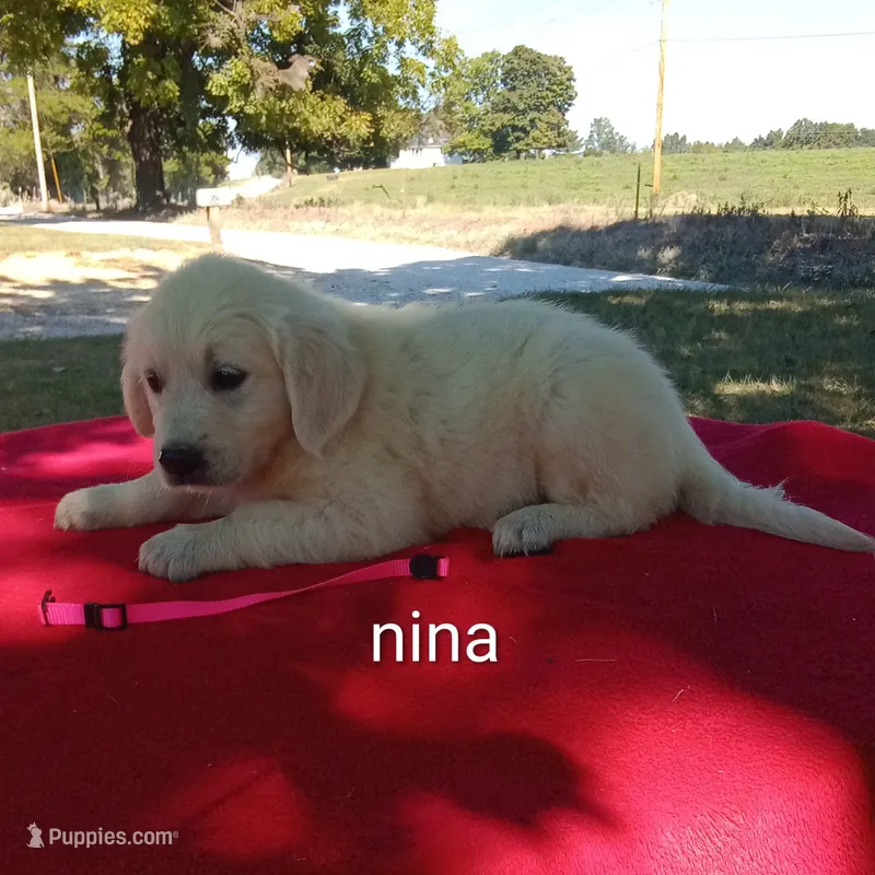 Nina-  ON HOLD – Golden Retriever, English Cream Golden Retriever puppy for sale in Liberty, KY