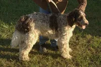 Ofella- , a female Poodle - Multi-Colored Standard and Poodle - Standard  for sale in Liberty, KY – 5 of 7