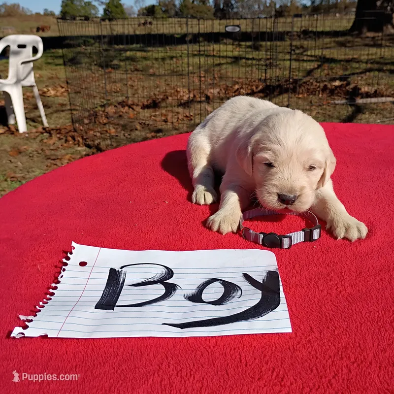 Gray collar Boy #3  – Golden Retriever, English Cream Golden Retriever puppy for sale in Liberty, KY
