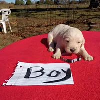 Gray collar Boy #3 , a male Golden Retriever and English Cream Golden Retriever for sale in Liberty, KY – 1 of 5