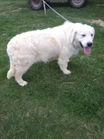 Tan collar Boy, a male Golden Retriever and English Cream Golden Retriever for sale in Liberty, KY – 7 of 7