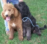 Butter- ready now, a female Poodle - Multi-Colored Standard and Poodle - Standard  for sale in Liberty, KY – 3 of 4