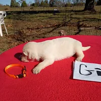 Orange collar- girl#5, a female Golden Retriever and English Cream Golden Retriever for sale in Liberty, KY – 2 of 8