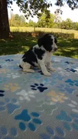  #2  girl  ready June 6th, a female Poodle - Multi-Colored Standard and Poodle - Standard  for sale in Liberty, KY – 1 of 5