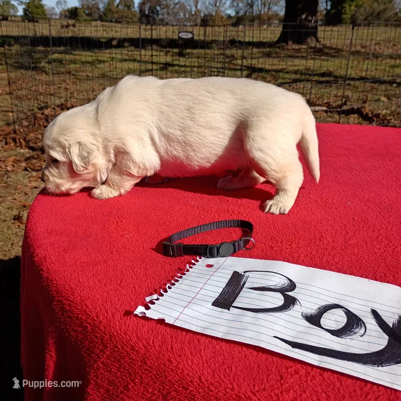 Black collar male#1-Reserved – Golden Retriever, English Cream Golden Retriever puppy for sale in Liberty, KY
