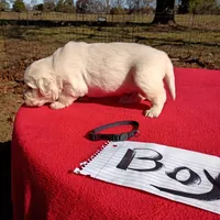 Black collar male#1-Reserved, a male Golden Retriever and English Cream Golden Retriever for sale in Liberty, KY – 1 of 5
