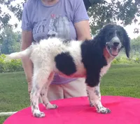 Low price, a female Labradoodle for sale in Liberty, KY – 1 of 3