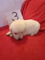 Nina, a female Golden Retriever and English Cream Golden Retriever for sale in Liberty, KY – 2 of 3