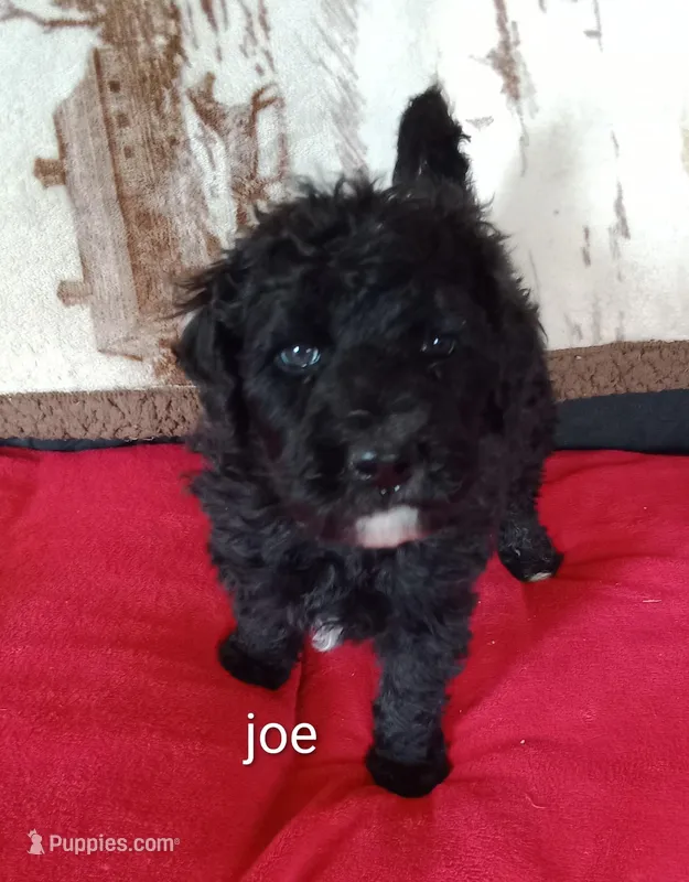 Joe    Ready now, a male Poodle - Standard  for sale in Liberty, KY – Photo 1 of 6