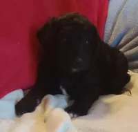 Joe    Ready, a male Poodle - Standard  for sale in Liberty, KY – Photo 3 of 6