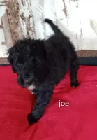 Joe    Ready, a male Poodle - Standard  for sale in Liberty, KY – Photo 1 of 6